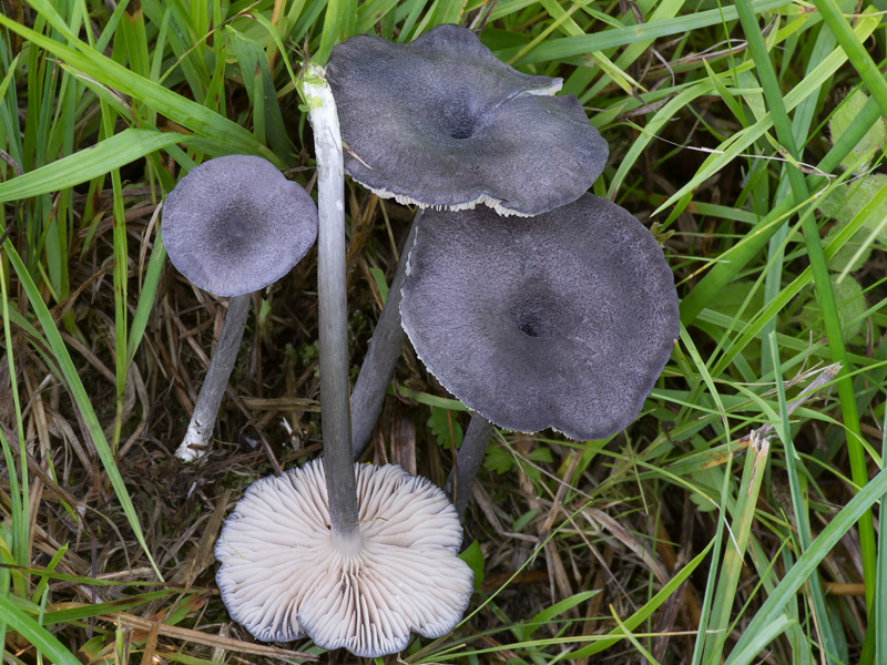 Entoloma mougeotii